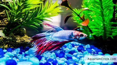 17 Best Betta Fish Toys For A Joyful Life .